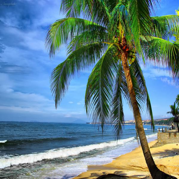 Hình ảnh cây dừa bên bãi biển  Kỷ Nguyên Làm Đẹp