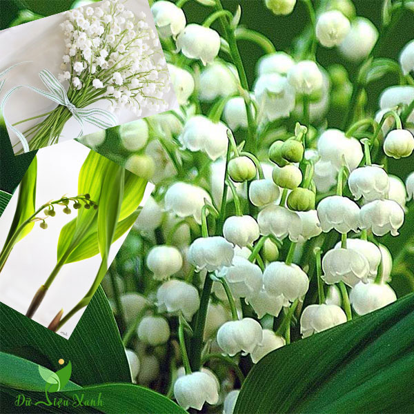 Cùng chiêm ngưỡng loài hoa Linh Lan tràn đầy sức sống trong bức ảnh này. Với những cánh hoa tinh khôi và màu sắc độc đáo, hoa Linh Lan là một trong những điều tuyệt vời nhất của thiên nhiên. Dành cho những người yêu hoa và muốn khám phá thế giới hoa đẹp!